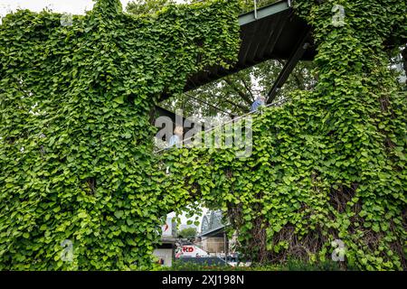 Pipevina (Aristolochia macrophylla) che cresce sulla scala che porta al ponte Hohenzollern, Colonia, Germania. Pfeifenwinde (Aristolochia macrophylla) waechst Foto Stock