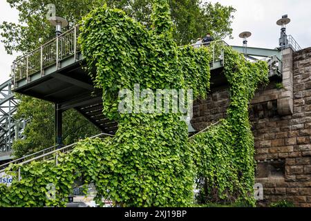 Pipevina (Aristolochia macrophylla) che cresce sulla scala che porta al ponte Hohenzollern, Colonia, Germania. Pfeifenwinde (Aristolochia macrophylla) waechst Foto Stock