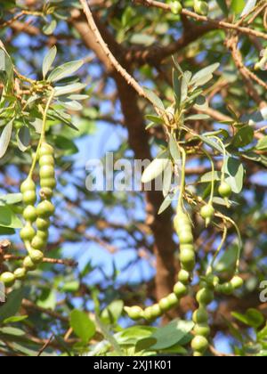 Fagioli di perle (Maerua angolensis angolensis) Plantae Foto Stock
