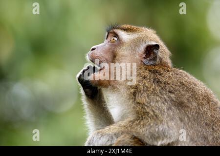 Macaque giovanile dalla coda lunga (Macaque giovanile dalla coda lunga, noto anche come Macaque mangiatore di granchio) in profilo, nutrizione. Fiume Kinabatangan, Sukau, Sabah Borneo, mal Foto Stock