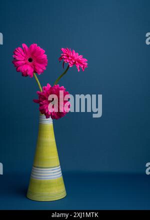 Tre fiori rosa scuro, margherite in vaso chiaro su sfondo blu. Con spazio di copia. Foto Stock