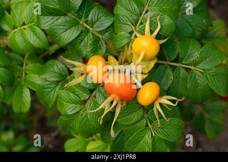 Rosa fianchi selvatica con bacche di rosa di cane brillante o frutta sullo sfondo naturale di foglie verdi. Primo piano. Foto Stock