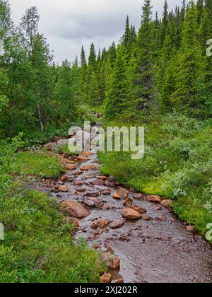 Torrente di montagna che emerge attraverso boschi di abeti nel distretto di Oppland nella Norvegia centrale Foto Stock