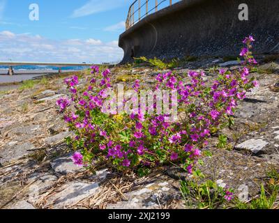 Comune Malva sylvestris che cresce sulla costa dell'estuario del Severn a Severn Beach Gloucestershire Regno Unito Foto Stock