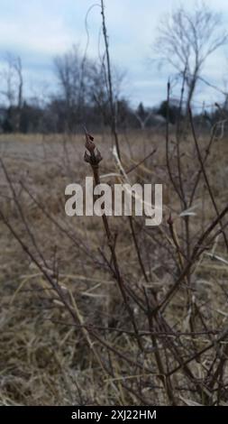 Blackhaw (Viburnum prunifolium) Plantae Foto Stock