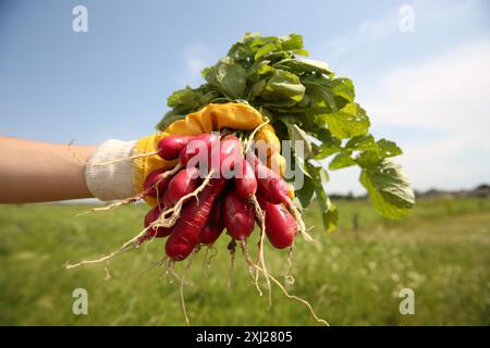 Agricoltore che detiene in campo un mazzo di ravioli appena raccolti, primo piano Foto Stock