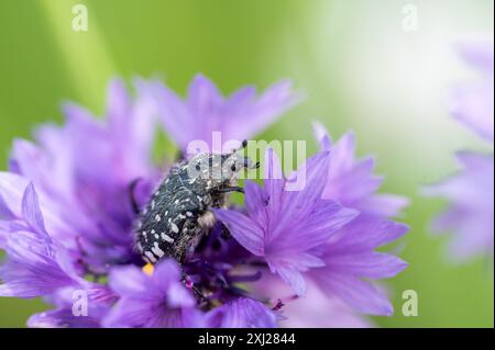 Coleottero bianco con rose maculate: Un insetto benefico per l'impollinazione e il riciclaggio biologico. Oxythyrea funesta Foto Stock