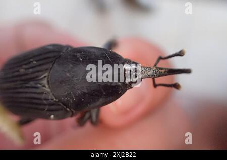 Sudamericano Palm Weevil (Rhynchophorus palmarum) Insecta Foto Stock