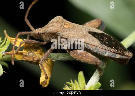 (Calcaratore Piezogaster) Insecta Foto Stock