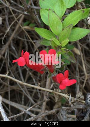 Island Bush Snapdragon (Gambelia speciosa) Plantae Foto Stock