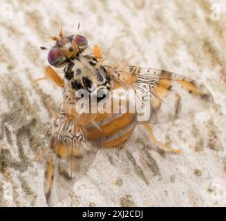 Mediterranean Fruit Fly (Ceratitis capitata) Insecta Foto Stock