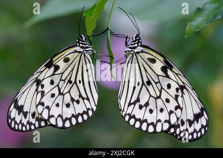 Due farfalle di aquilone di carta idea leuconoe appese su una foglia Foto Stock
