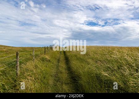 Un percorso lungo un prato di erbe selvatiche nelle South Downs, in una giornata estiva di sole Foto Stock