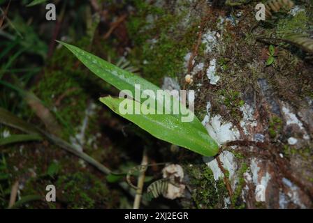 Snakeferns (microgramma) Plantae Foto Stock