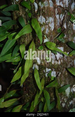 Snakeferns (microgramma) Plantae Foto Stock