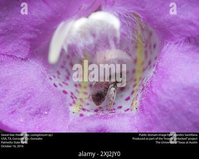 Setole sudore di api (Lasioglossum imitatum) Insecta Foto Stock