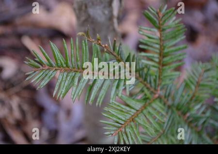 Tasso canadese (Taxus canadensis) Plantae Foto Stock