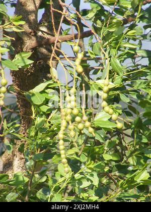 Fagioli di perle (Maerua angolensis angolensis) Plantae Foto Stock