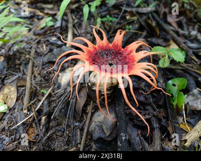 Funghi anemone stinkhorn (Aseroe rubra) Foto Stock