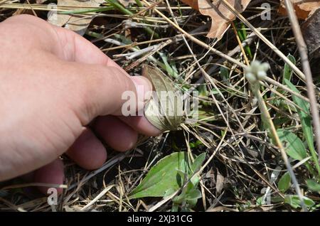 Pussytoes (Antennaria neglecta) Plantae Foto Stock
