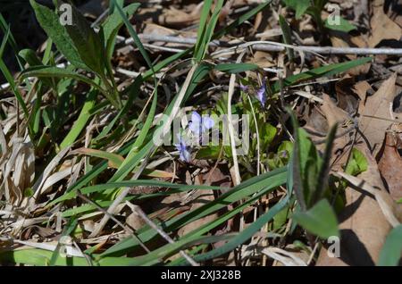 Labrador Violet (Viola labradorica) Plantae Foto Stock