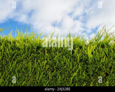 Siepe verde lussureggiante contro un vivace cielo blu con soffici spazi copia nuvole bianche. Foto Stock