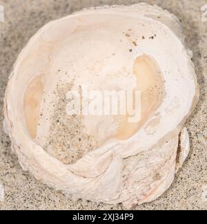 Chama invertito (Pseudochama exogyra) Mollusca Foto Stock