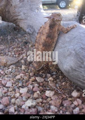 Lucertola corna regale (Phrynosoma solare) Reptilia Foto Stock