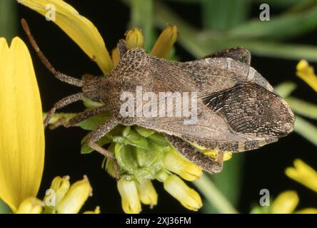 (Calcaratore Piezogaster) Insecta Foto Stock