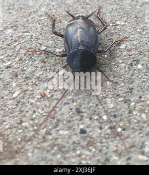 Cockroach orientale (Blatta orientalis) Insecta Foto Stock