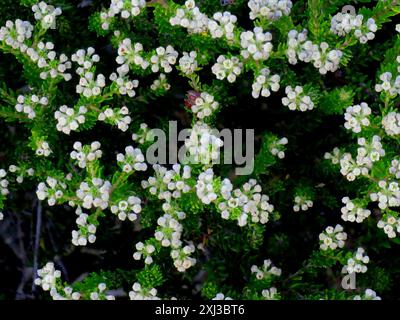 Heathleaf Hardleaf (Phylica ericoides ericoides) Plantae Foto Stock