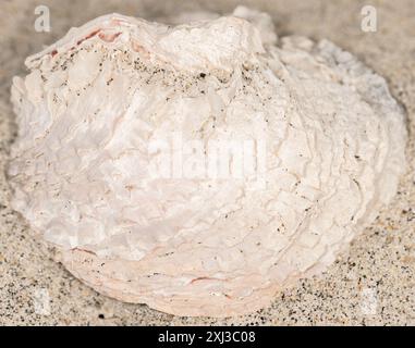 Chama invertito (Pseudochama exogyra) Mollusca Foto Stock