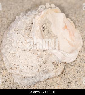 Chama invertito (Pseudochama exogyra) Mollusca Foto Stock