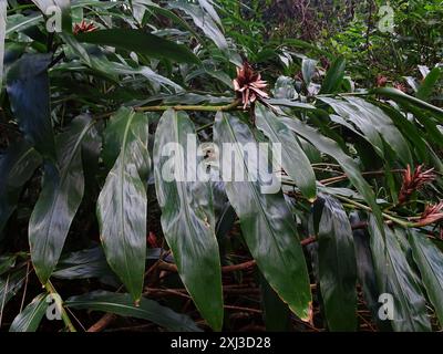 Zenzero giallo (Hedychium flavescens) Plantae Foto Stock