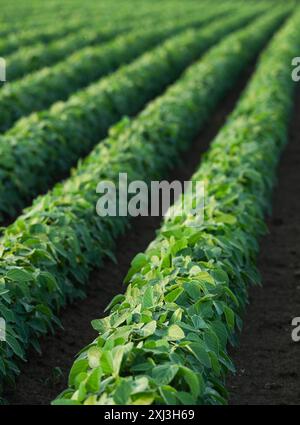 Campo di soia matura in primavera, paesaggio agricolo. Foto Stock