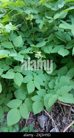 (Aralia bicrenata) Plantae Foto Stock