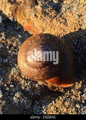 Nicklin's Shoulderband Snail (Helminthoglypta nickliniana) Mollusca Foto Stock