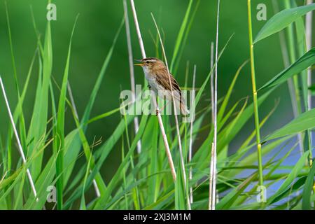 Parula delle cipolline (Acrocephalus schoenobaenus / Motacilla schoenobaenus) che richiama dal gambo di canne in letto di canna in estate Foto Stock