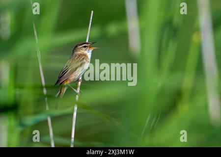 La parula di ciuffi ad anello (Acrocephalus schoenobaenus / Motacilla schoenobaenus) che richiama il gambo di canne in letto di canna in estate Foto Stock