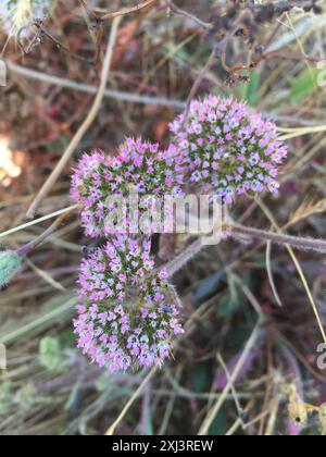 sonoma Spineflower (Chorizanthe valida) Plantae Foto Stock