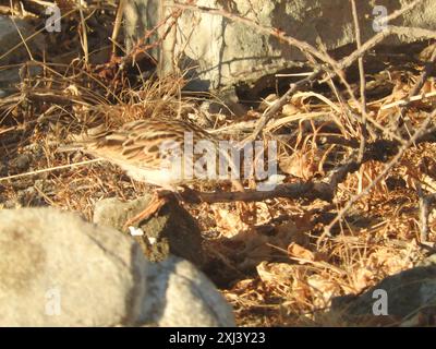 Sabota Lark (Calendulauda sabota) Aves Foto Stock