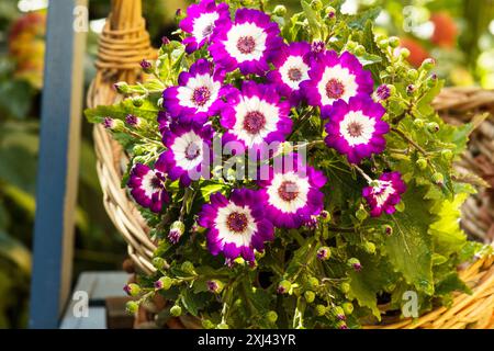 Cineraria, cineraria del fiorista, (Pericallis x ibrida) fiori estivi in un cesto Foto Stock