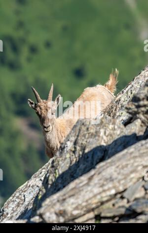 Stambecco alpino femminile (Capra ibex) che sbircia da una parete rocciosa sullo sfondo verde delle pendici estive, capra selvatica di montagna nel suo habitat, Alpi italiane, Foto Stock