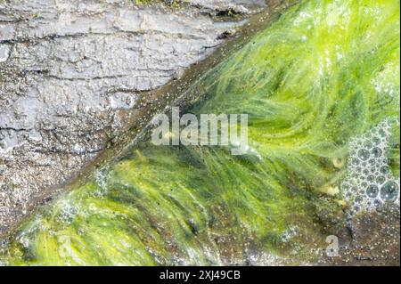 Alghe di corda verde, Acrosifonia, alla deriva in una spiaggia in Norvegia. Foto Stock