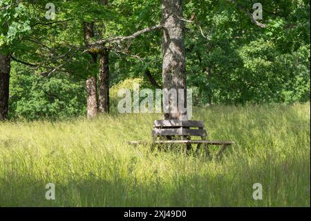 Una panchina circolare in legno intorno a un albero in un prato verde. Foto Stock