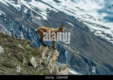 Incredibile foto di uno stambecco alpino o di una capra selvaggia in piedi ai margini di una scogliera, contro pendii alpini innevati, vista panoramica dello stambecco femminile in i Foto Stock