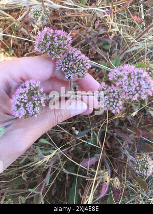 sonoma Spineflower (Chorizanthe valida) Plantae Foto Stock