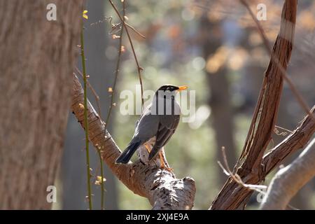 Robin americano alle prime armi arroccato su un ramo d'albero. La foto è stata scattata con una fotocamera Canon in una piccola foresta durante il picco del pomeriggio. Foto Stock