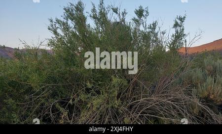 Narrowleaf Willow (Salix exigua) Plantae Foto Stock