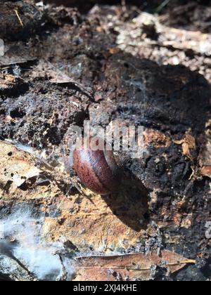 Nicklin's Shoulderband Snail (Helminthoglypta nickliniana) Mollusca Foto Stock